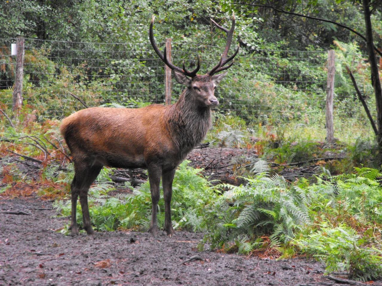 Cabane Des Cerfs Allons  Экстерьер фото